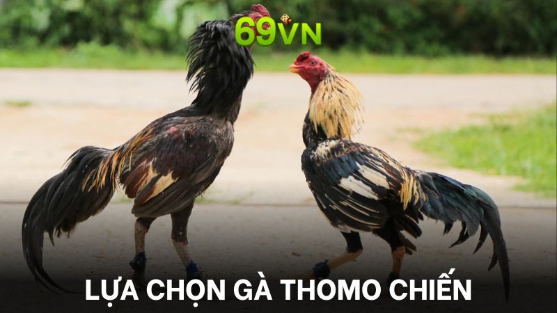 Lựa chọn những con gà Thomo chiến để dễ 