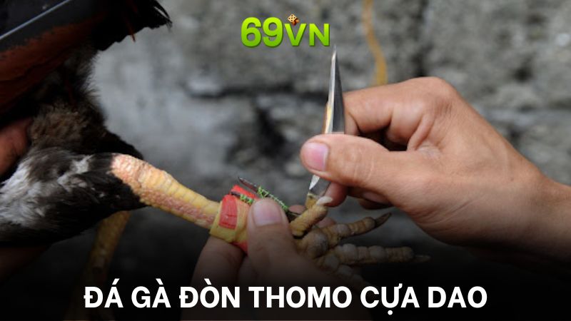 Đá gà cựa dao khá phổ biến tại trường gà Thomo