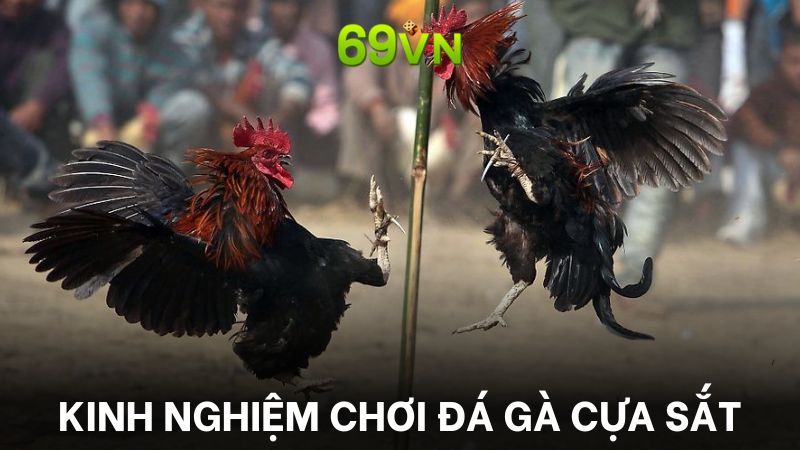 Học hỏi kinh nghiệm cược gà luôn là điều cần thiết