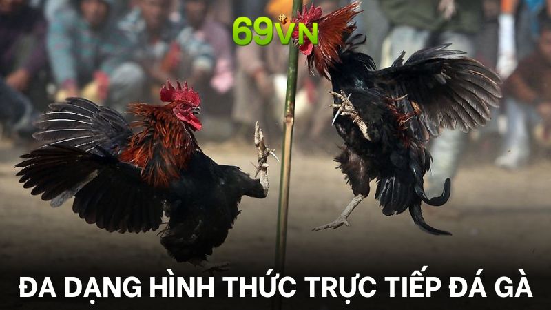 Trực tiếp đá gà 69VN sở hữu ưu điểm nổi bật về sự đa dạng trong lựa chọn cá cược