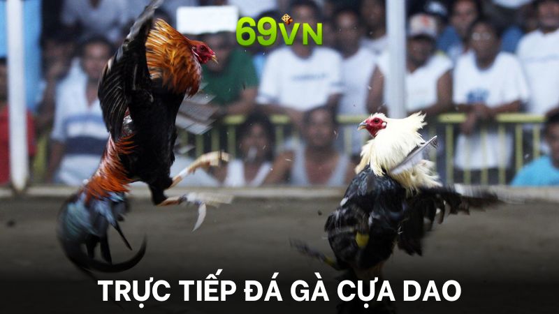 Xem trực tiếp đá gà cựa dao thú vị và hấp dẫn trên kênh đá gà 69vn