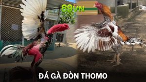 Tìm hiểu về hình thức đá gà đòn Thomo 