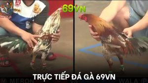 Trực tiếp đá gà là phát sóng các trận chọi gà lớn trên toàn cầu